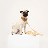 See Scout Sleep Nice Grill Dog Leash | Tangerine x Cream - FURRPLAY