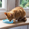 Bamboo Cat Bowl | 2 Colors - FURRPLAY