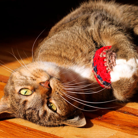 Cat Toys