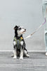 Furrytail Go High! Walk