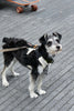 Furrytail Go High! Walk
