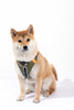 Furrytail Go High! Walk