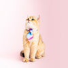 Pidan Neckties | 2 Designs