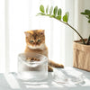 Elevated Glass Feeding Bowl | 3 Colors
