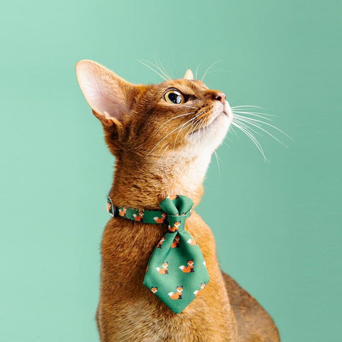 Pidan Neckties | 2 Designs