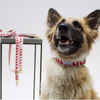 See Scout Sleep Out Of My Box Dog Leash | Red - FURRPLAY