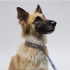 See Scout Sleep Out Of My Box Dog Leash | Black - FURRPLAY