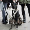 See Scout Sleep Out Of My Box Dog Leash | Black - FURRPLAY